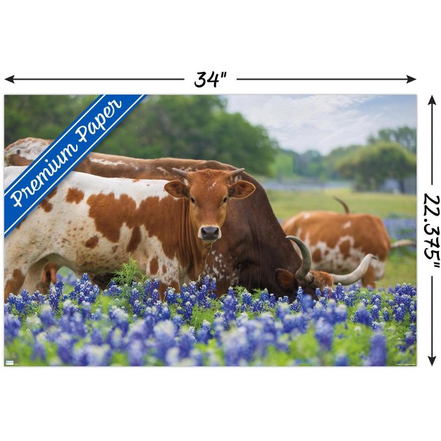 Trends International Texas Longhorns Unframed Wall Poster Prints