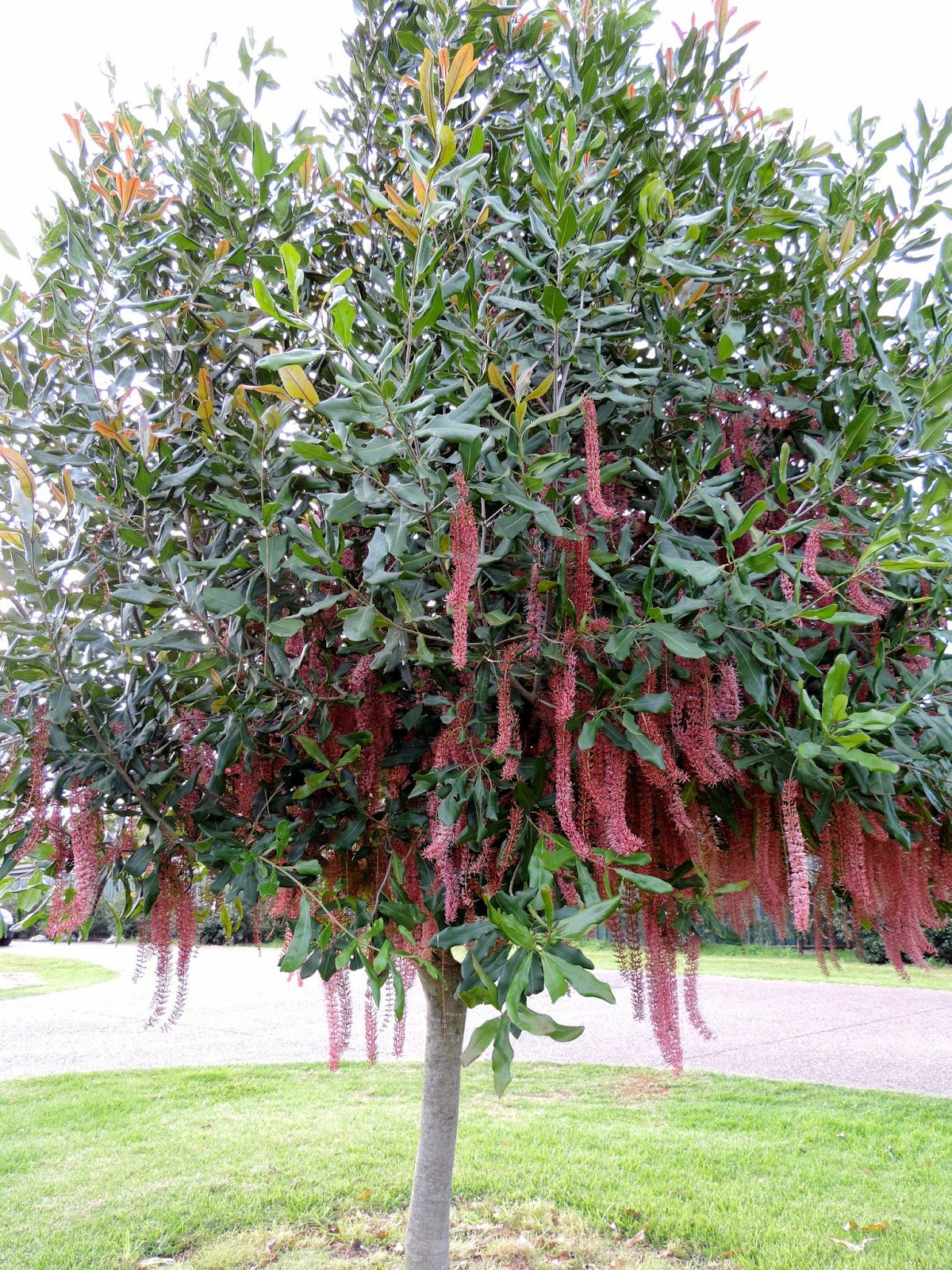 Macadamia Nut Tree - Live Tree in a 1 Gallon Pot - Edible Nut Tree for The Garden and Patio