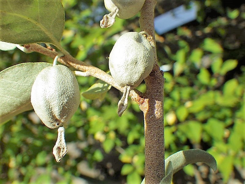 10 AMERICAN SILVERBERRY Elaeagnus Commutata aka Wolf Willow Wolfberry Wild Olive Berry Fruit Shrub Seeds