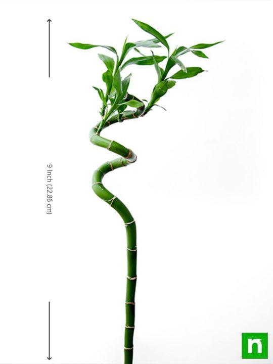 60 cm Spiral Stick Lucky Bamboo Plant