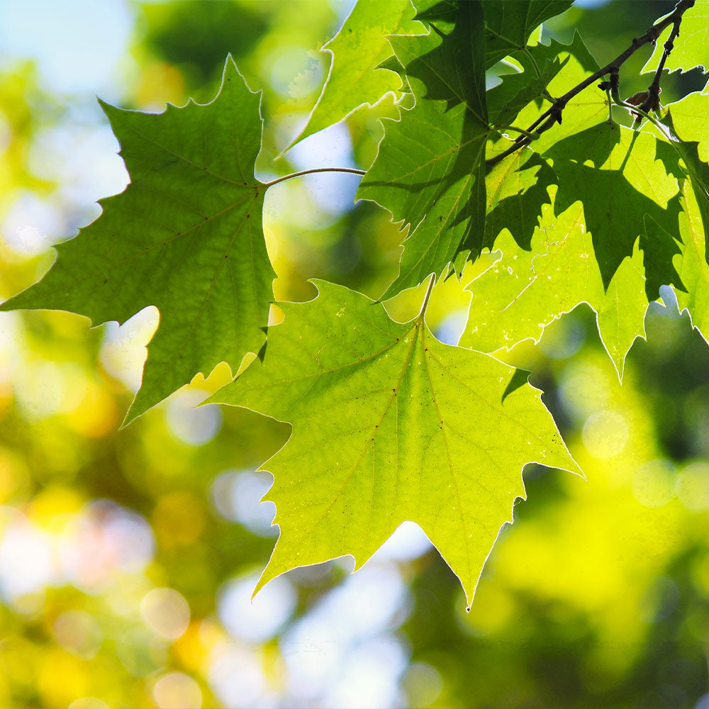 American Sycamore Tree