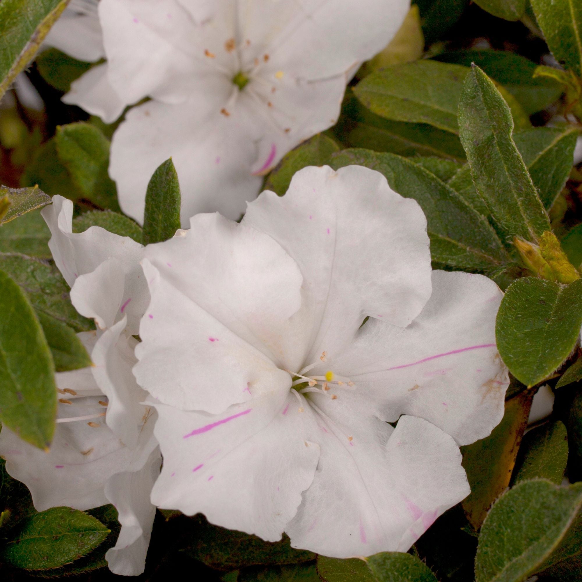 Azalea Encore Autumn Lily Live Shrubs (3 Gallon)