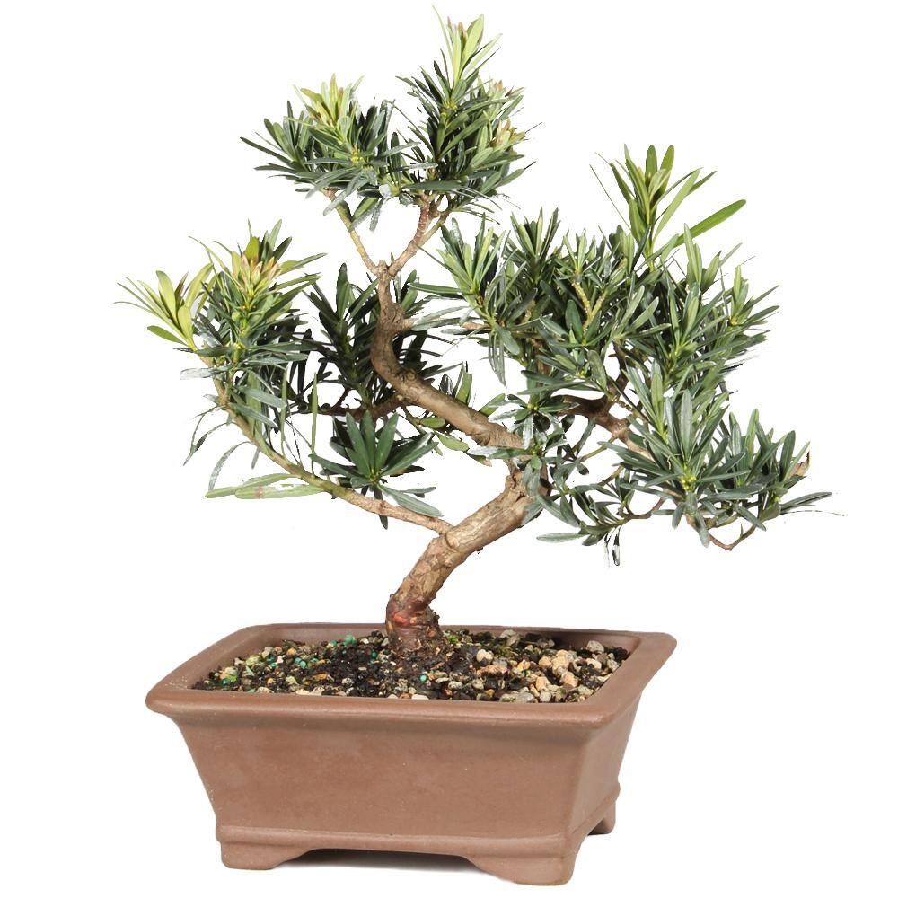 brussel's BONSAI Podocarpus Tree CT1023PM