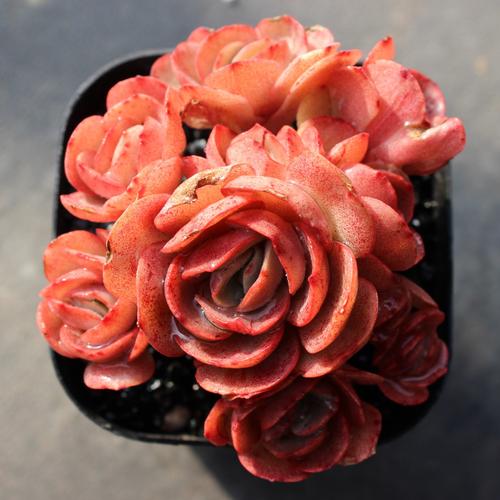 Succulent Echeveria 'Suyon' ， Rosette Succulent in 4