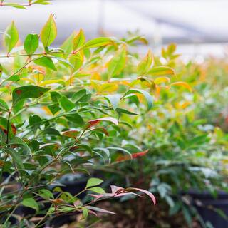 Perfect Plants 3 Gal. Nandina Gulfstream - Heavenly Bamboo Shrub (2-Pack) THD00419