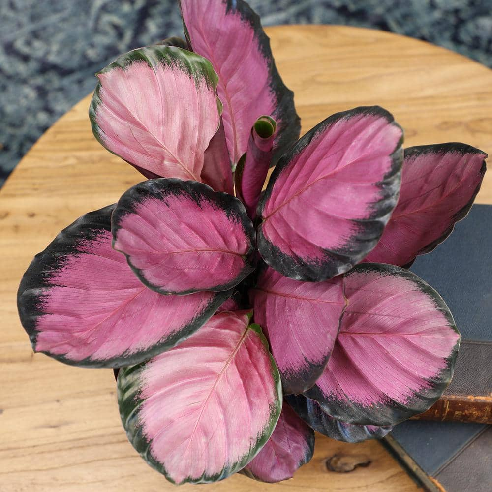 ALTMAN PLANTS 6 in. Calathea Roseopicta Rose Painted Calathea Live Purple House Plant Pot 0872990