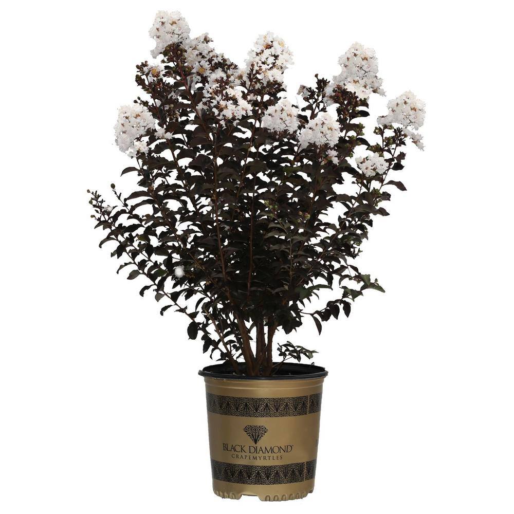 BLACK DIAMOND 1 Gal. Crystalline White Flowering Deciduous Ornamental Crape Myrtle Tree 20783