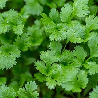 Bonnie Plants 19 oz. Cilantro Herb Plant (2-Pack) 202005