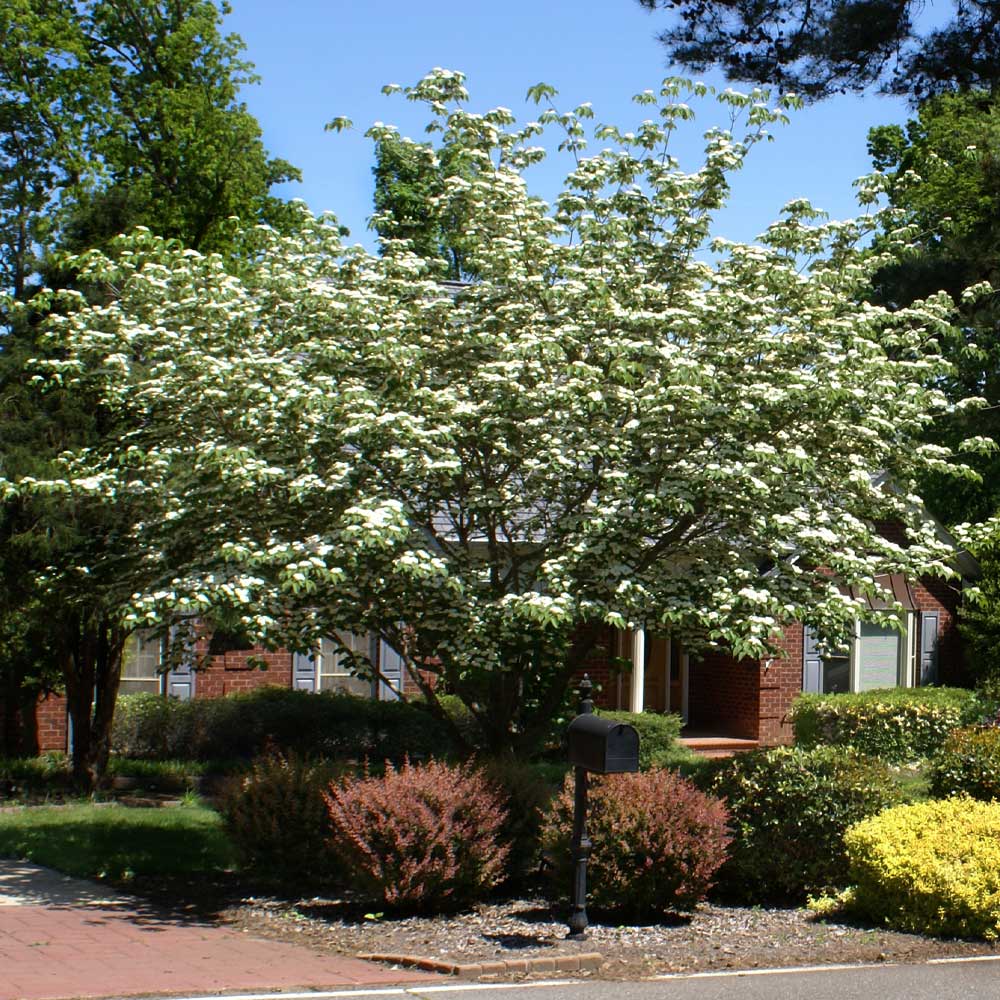 White Kousa Dogwood