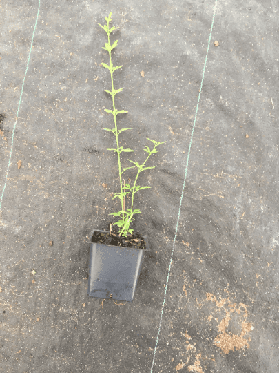 3 Winter Jasmine in 3.5 inch pots