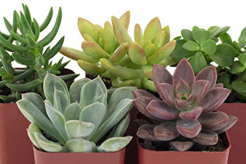 Home Botanicals | Assorted Live Succulent Plants， Hand Selected Variety Pack of Mini Succulents | Collection of 5