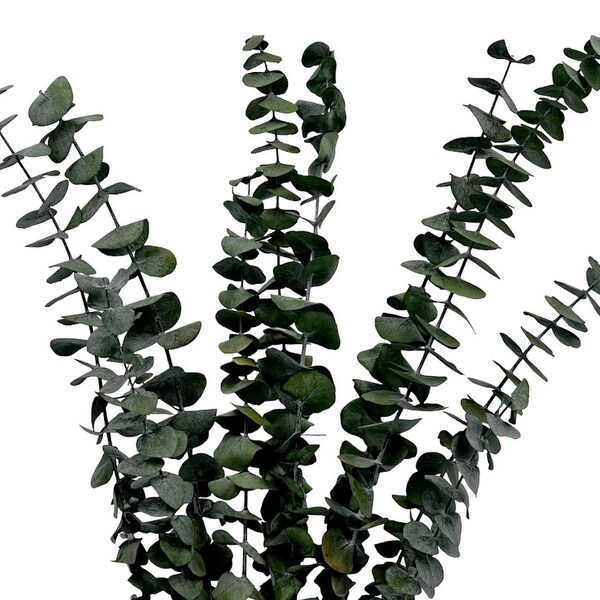 Bundle of 4 Preserved Eucalyptus Leaves ，1723 long