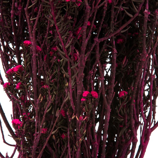 Natural Phylica Bundle， Preserved