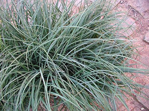 Carex Flacca (A.K.A Glauca),