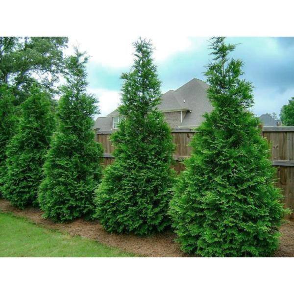Online Orchards 1 Gal. Green Giant Arborvitae Shrub CFAR002