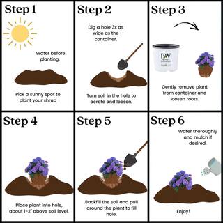 Proven Winners 2 Gal. Let's Dance Rhythmic Blue Hydrangea Shrub with Blue Flowers 14439