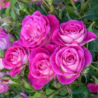 Spring Hill Nurseries Easy To Please 24 in. Tall Tree Rose Live Bareroot Plant Pink Color Flowers (1-Pack) 63464