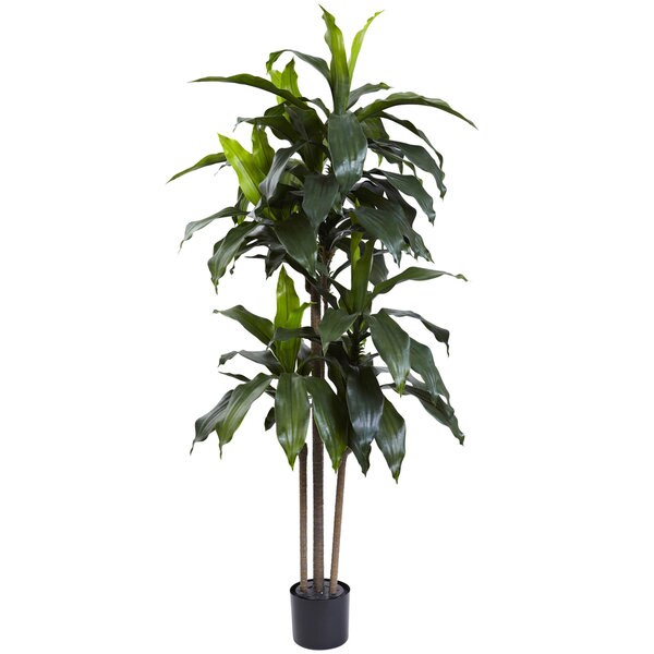 5foot Dracaena Plant UV Resistant (Indoor/Outdoor)