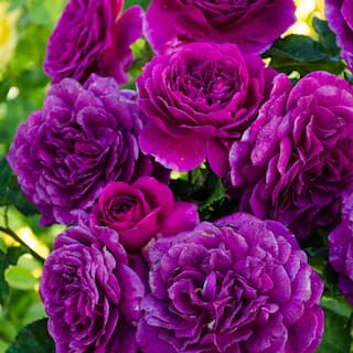 Spring Hill Nurseries Ebb Tide Floribunda Rose Dormant Bare Root Plant Purple Flowers (1-Pack) 86085