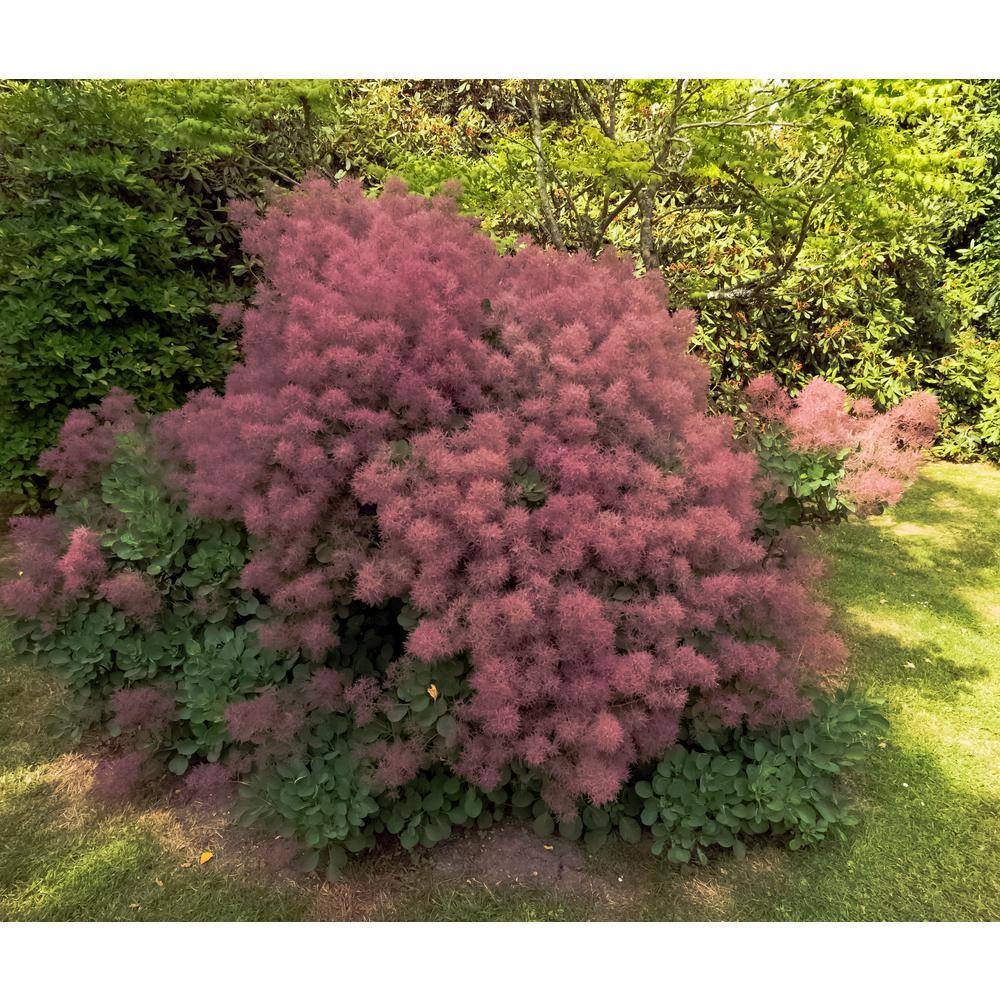 Online Orchards 1 Gal. Royal Purple Smokebush Shrub Colorful Plumes Rising Out of Foliage Provide a Rare and Dramatic Smokey Effect SBSB001