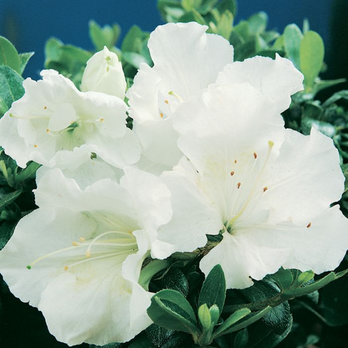 Gumpo White Dwarf Azalea