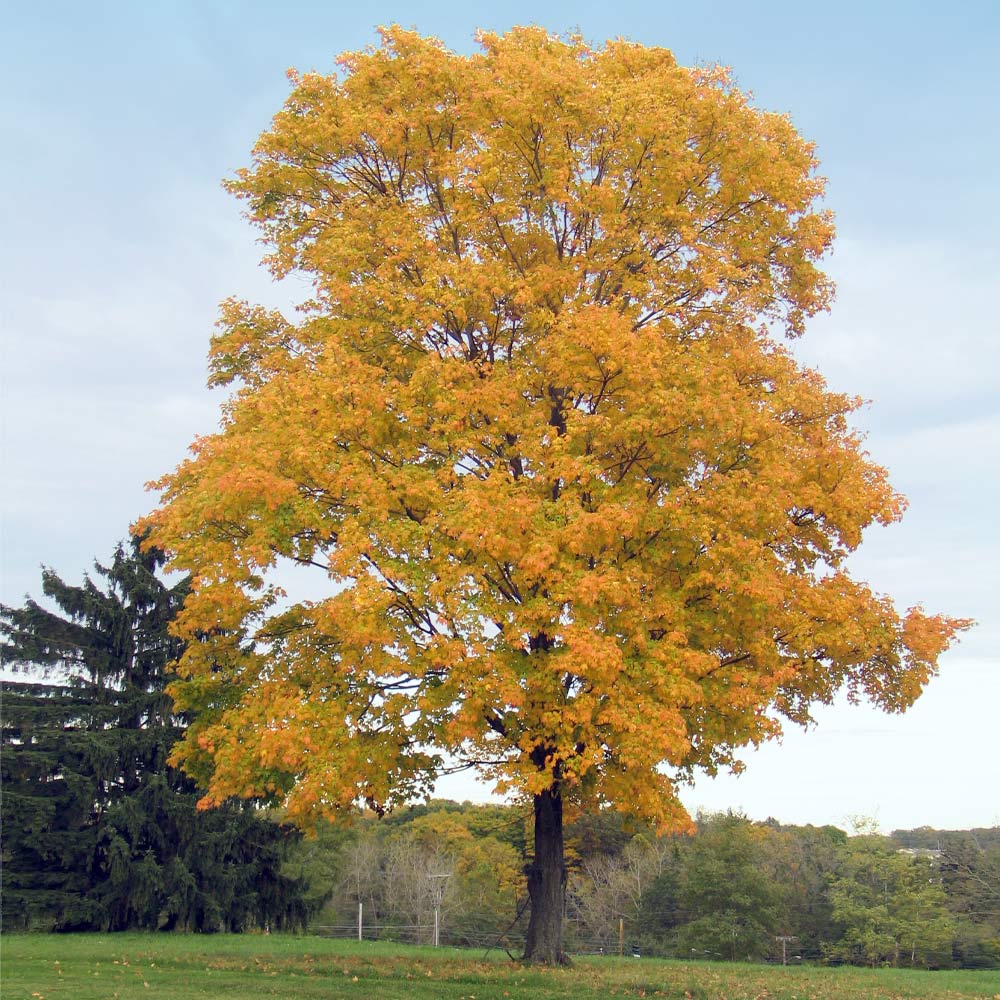 Silver Maple Tree