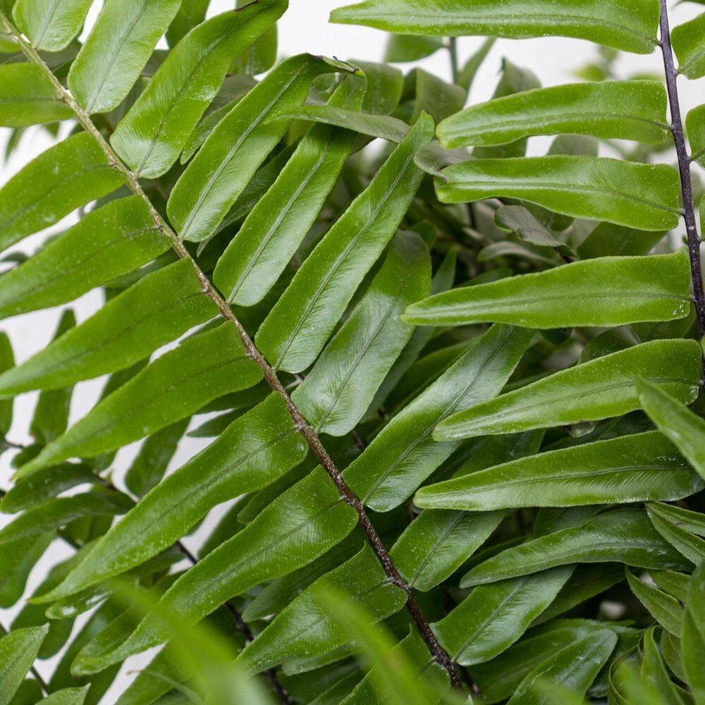 United Nursery Macho Fern Plant in 9.25 inch Grower Pot 20873