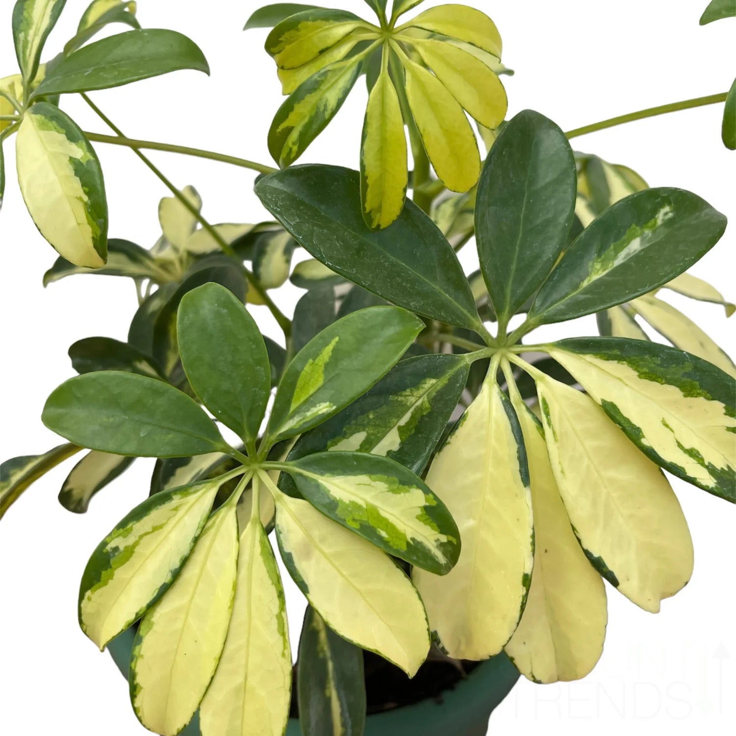 Live Dwarf Umbrella Tree - Premium Tropical Plant For Home， Perfect for Indoor or Outdoor Growing - Schefflera Arboricola - 8-12 Inches， Ships In Planter