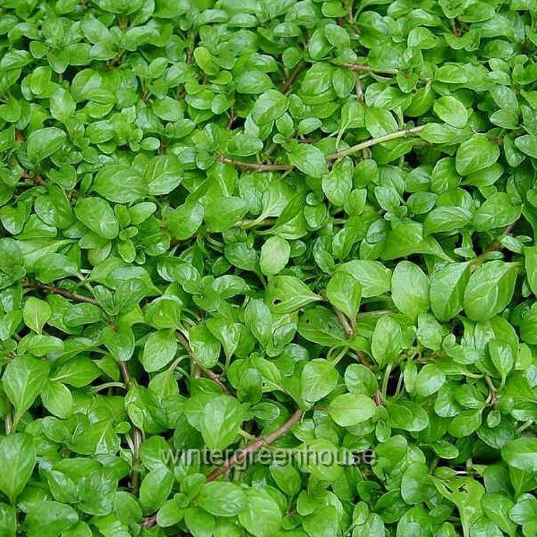 Mentha Requienii， Mint Corsican - Pot Size: 3