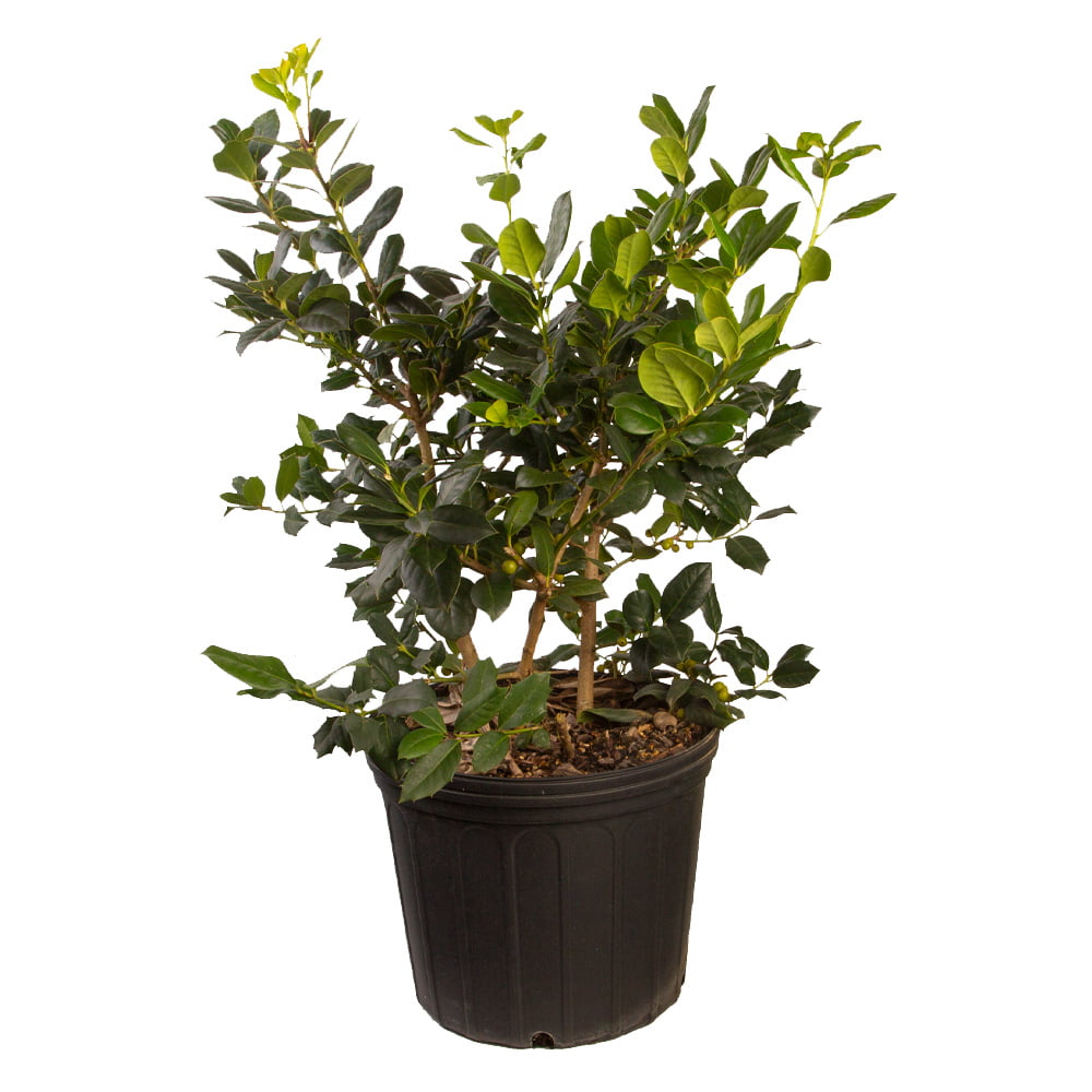 Nellie R Stevens Holly (2.5 Gallon) Dense Pyramidal Large Evergreen Shrub - Full Sun Live Outdoor Plant