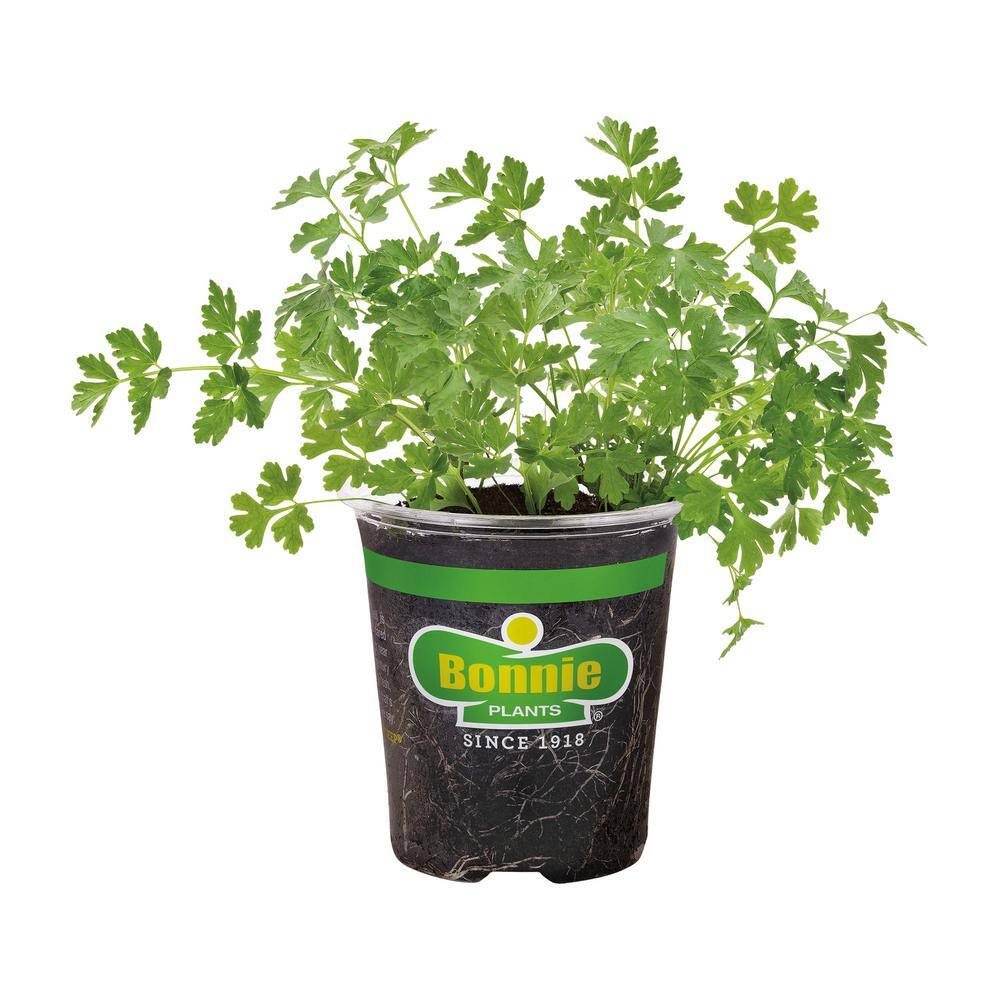 Bonnie Plants 19 oz. Italian Flat Leaf Parsley Herb Plant 1003800600