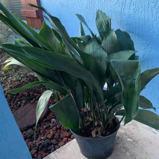 OnlinePlantCenter 3 gal. Green Cast Iron Aspidistra Shrub A407G3