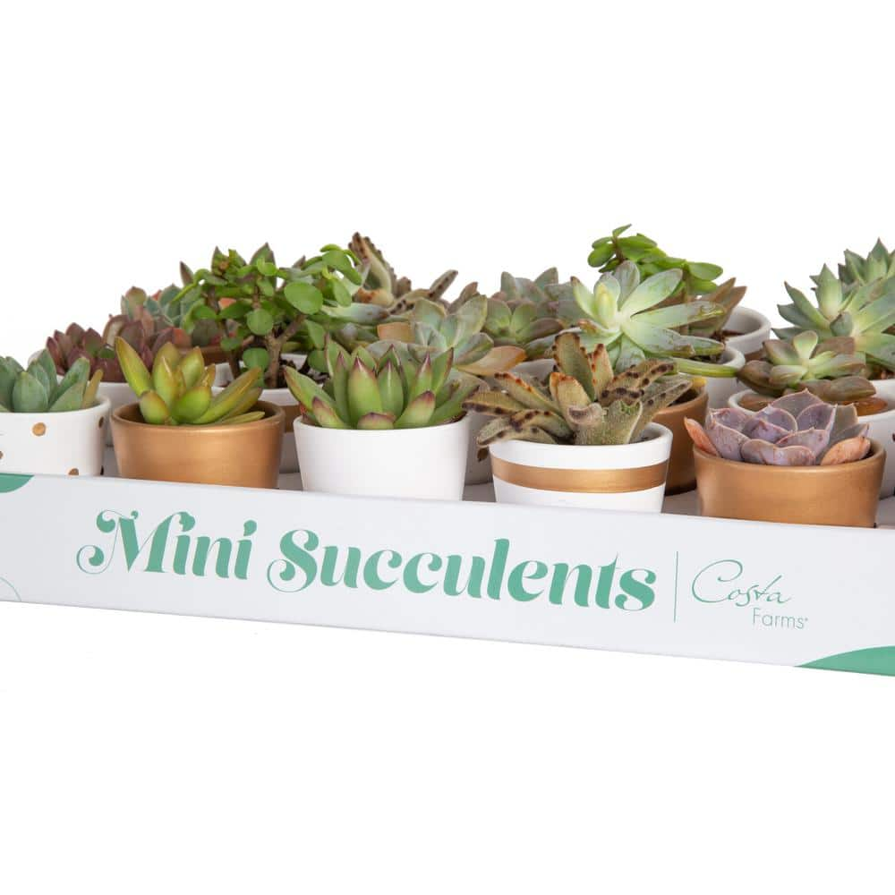 Costa Farms Mini Indoor Succulent Plants in 2 in. Ceramic Pots and Tray Avg. Shipping Height 2 in. Tall (24-Pack) CO.2SUCTRAY24