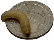 ABDragons Waxworms Small Pet and Reptile Food