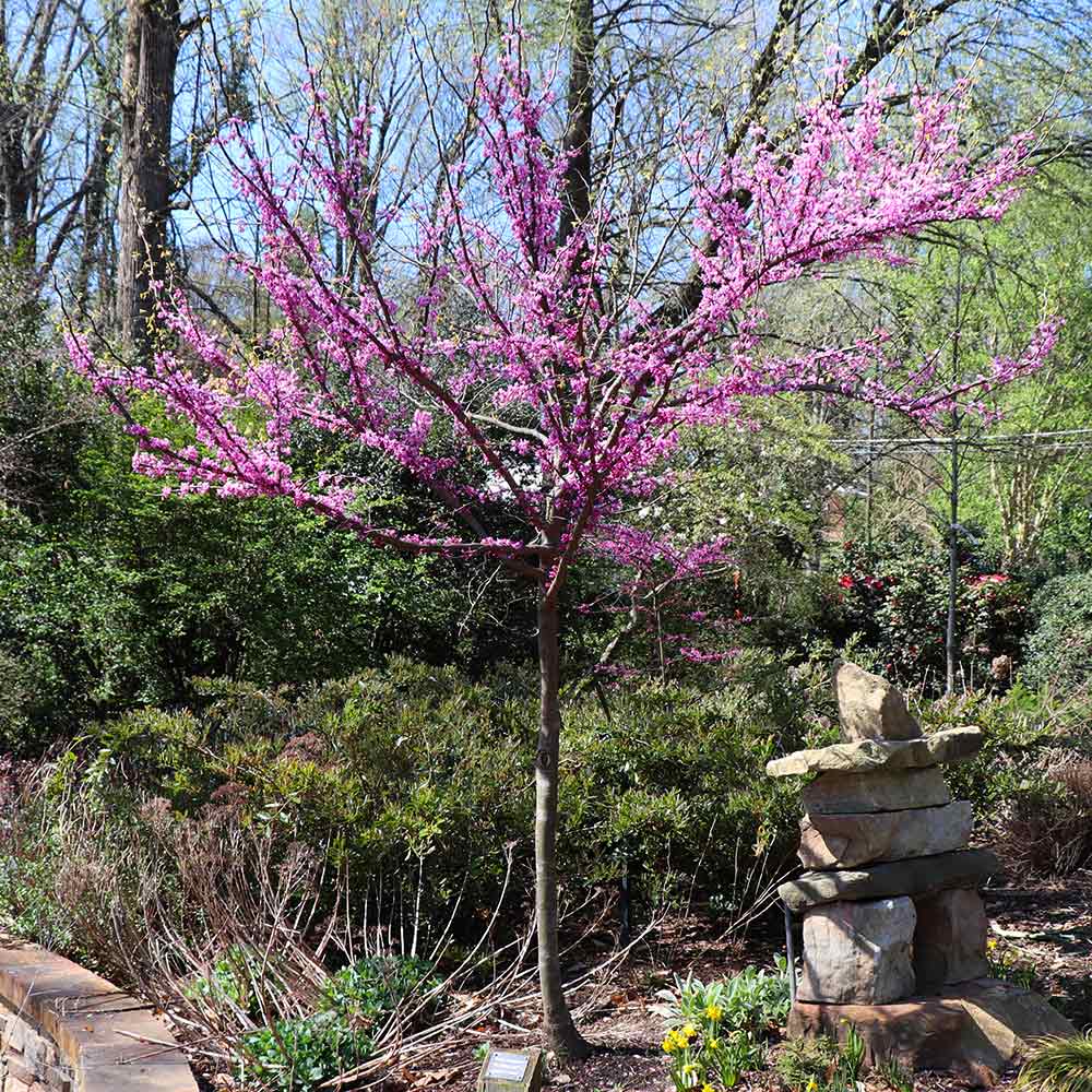 The Rising Sun™ Eastern Redbud Tree