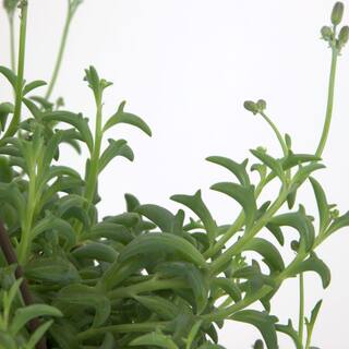 SMART PLANET 6 in. String of Dolphin Succulent Senecio Peregrinus 0881172