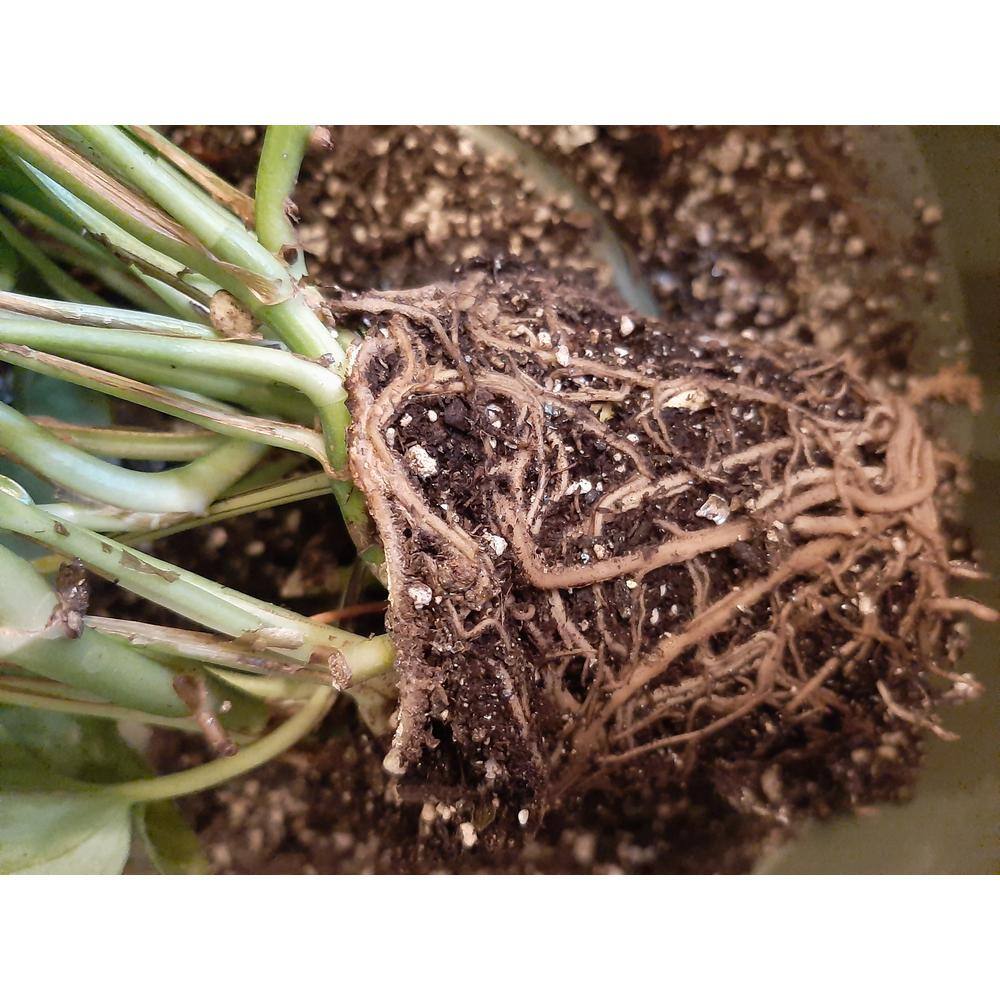 NOOT 1 qt. Organic Propagation Root Rescue Potting Mix RESCUE-MIX
