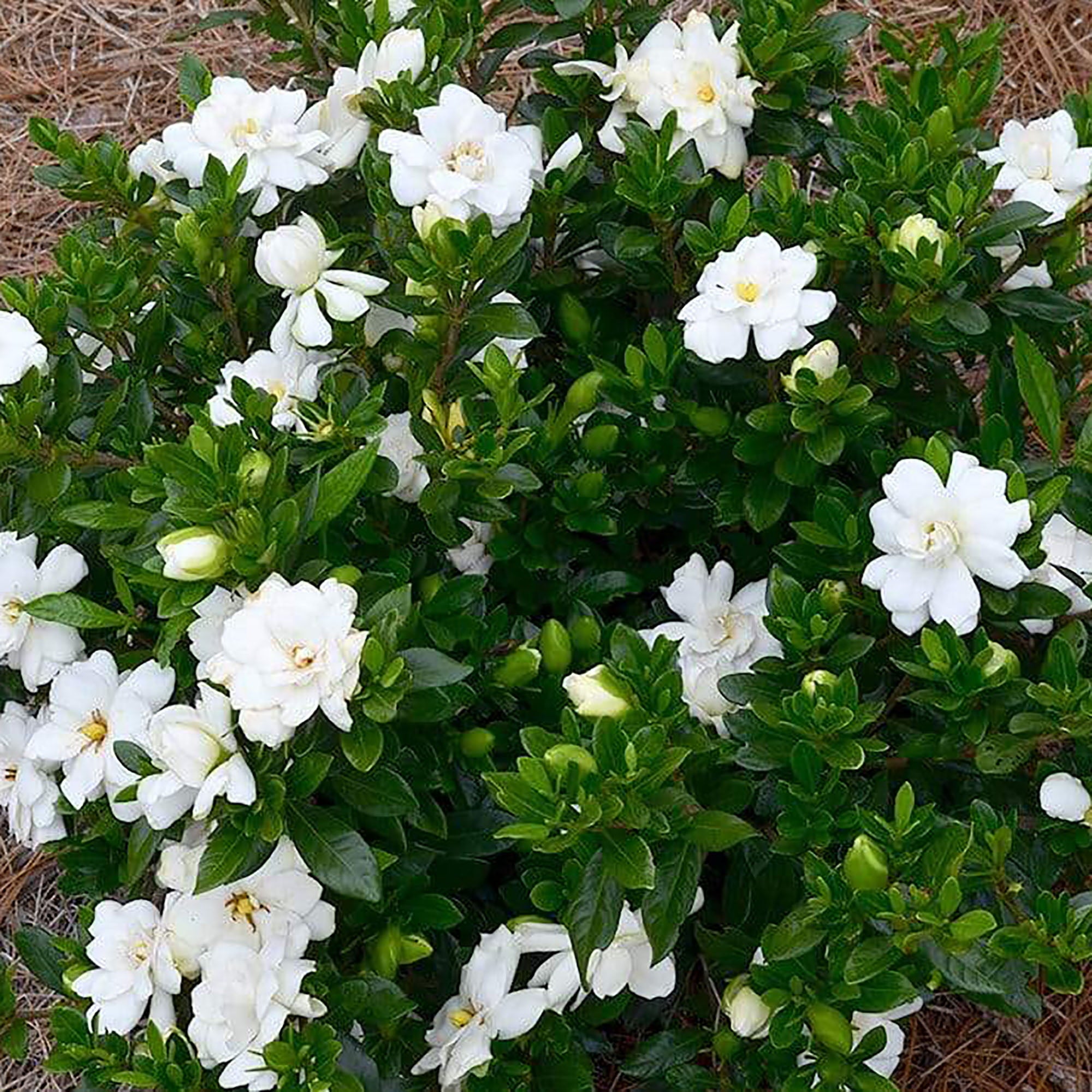 Gardenia Frostproof Live Shrub