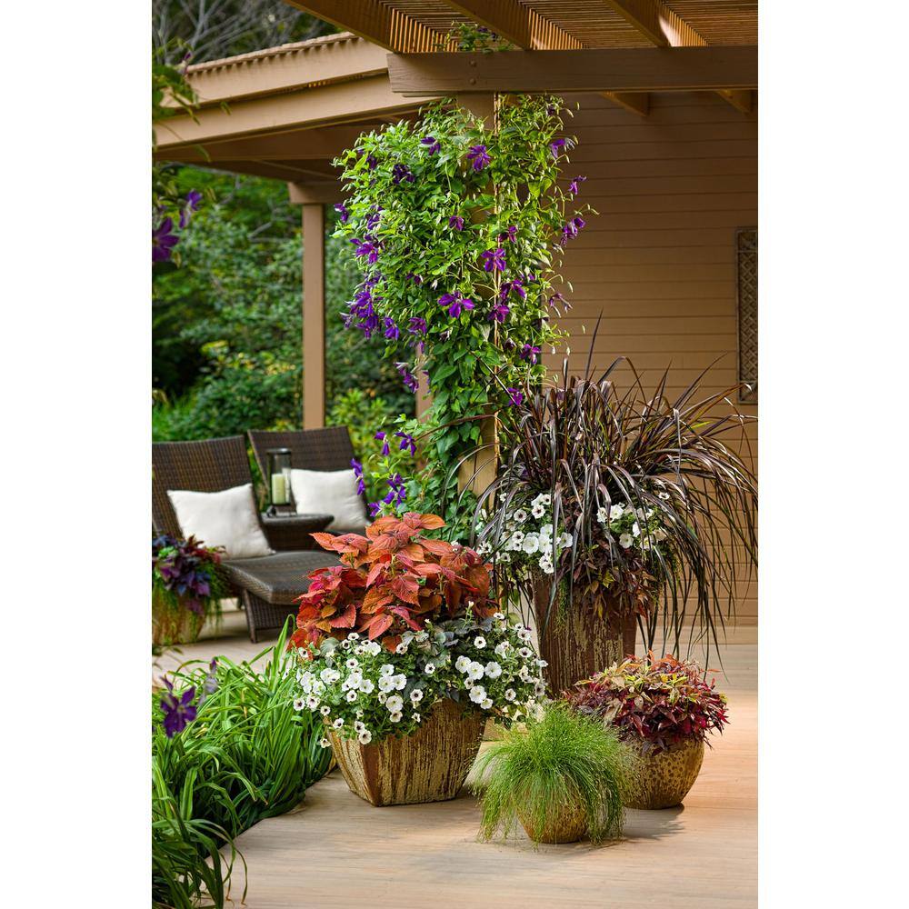 PROVEN WINNERS 1 Gal. Happy Jack Purple (Clematis) Live Shrub Purple Flowers CLMPRC1026101