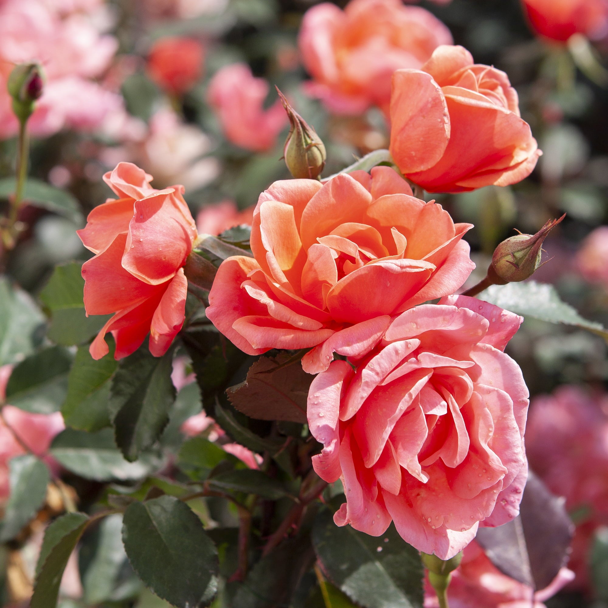 The Coral Knock Out® Rose Plant with Unique Coral Blooms 1 Gallon