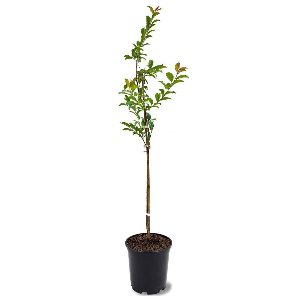 1 Gal. Au Rubrumn Plum Tree PLUARU01G