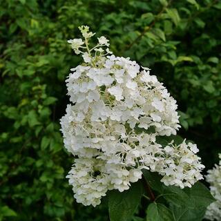 PROVEN WINNERS 1 Gal. Puffer Fish Panicle Hydrangea (Paniculata) Live Plant Shrub White to Pink Flowers HYDPRC1226101