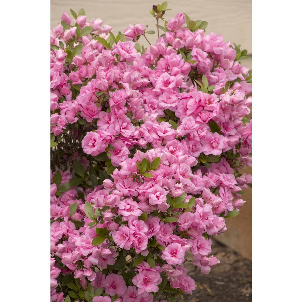 BELL NURSERY 1 Gal. RoseBud Azalea Live Flowering Evergreen Shrub Rosy Pink Double Flowers AZLEA1RBD1PK