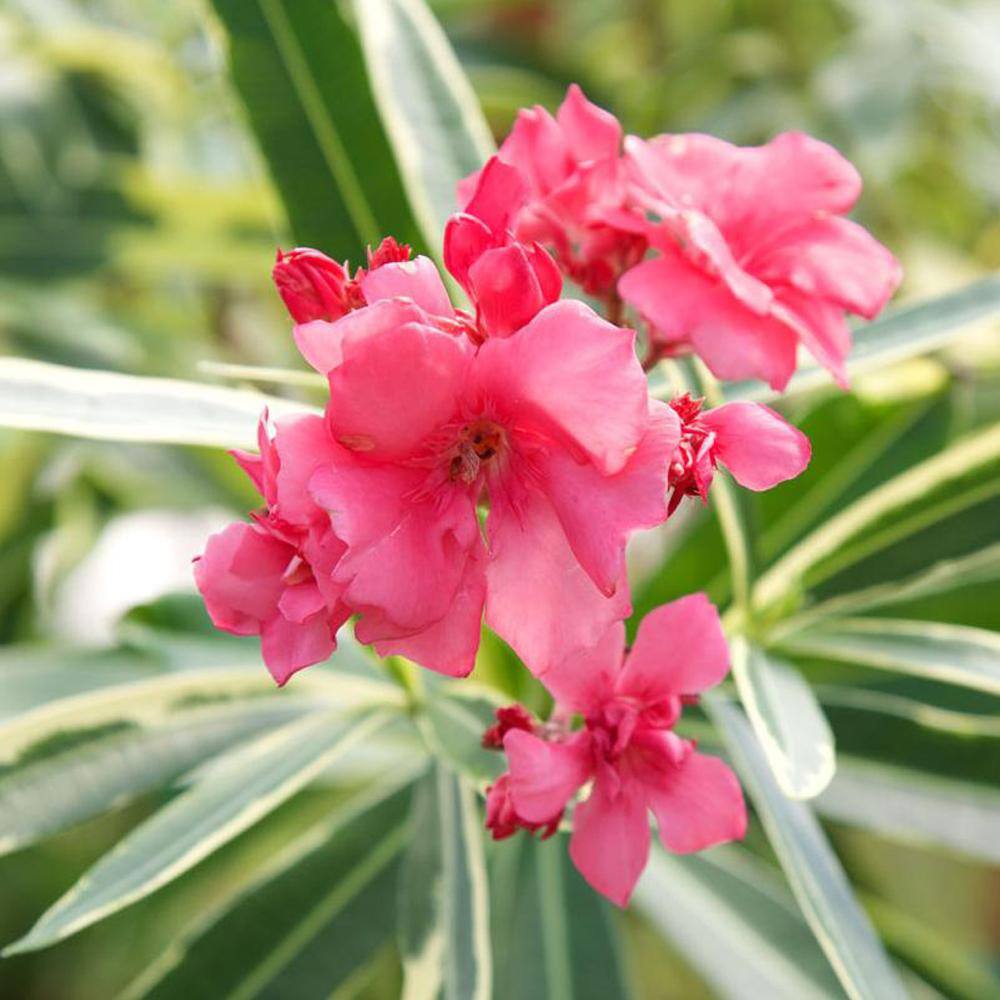 SOUTHERN LIVING 2 Gal. Twist of Pink Oleander Evergreen Shrub Green and White Variegated Foliage Pink Blooms 43502