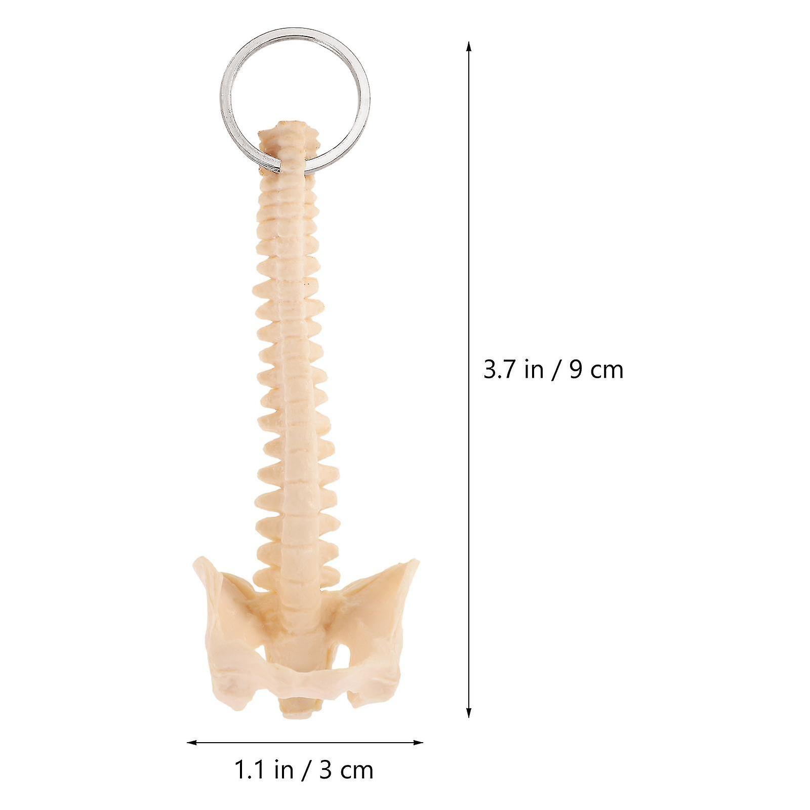 Keychain Spine Human Model Teaching Aid Novelty Toys Key Charms Stem Keyring Pendant Toy Educational Purse Biology Ornaments