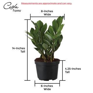 Vigoro Zamioculcas Zamiifolia ZZ Indoor Plant in 6 in. White Ribbed Plastic Decor Planter Avg Shipping Height 1-2 ft. (2-Pack) CO.ZZ.VI.WH