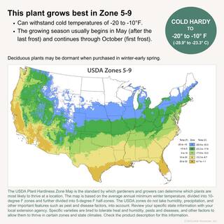 NewGen 3 Gal. Independence Boxwood (Buxus) Live Plant Easy Care Evergreen Deer Resistant Shrub with Deep Green Foliage 10435