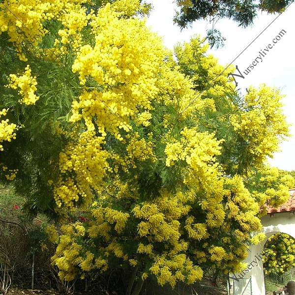 Acacia Decurrens, Black Wattle - 0.5 kg Seeds