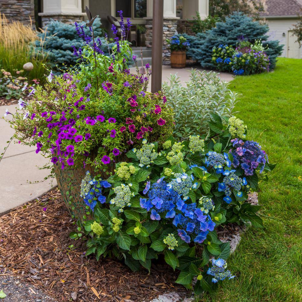 Endless Summer 3 Gal. Pop Star Reblooming Hydrangea Flowering Shrub with Electric Blue or Pink Lacecap Flowers HYDGA3MPS1PK