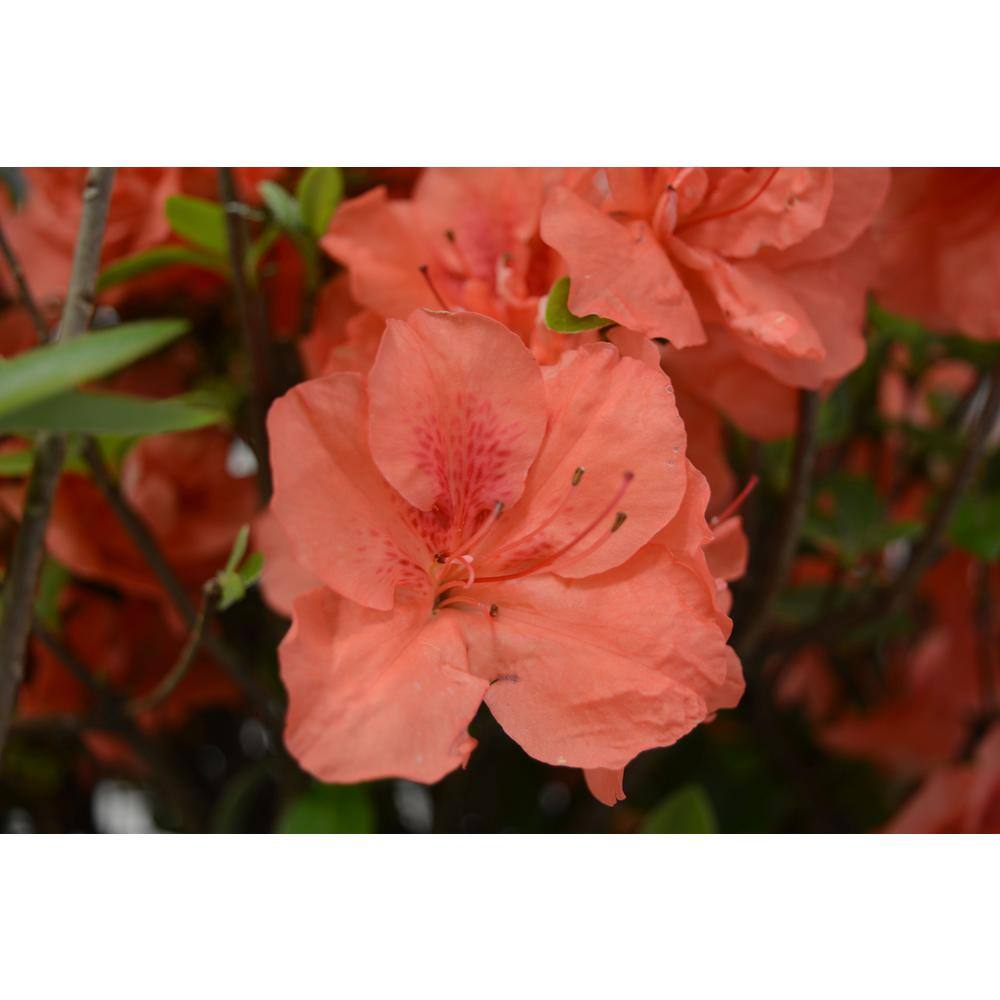 Vigoro 2 Gal. Echo Peachy Keen Azalea Shrub with Salmon Pink Reblooming Flowers 10317